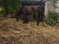 Égua, Cavalos — foto 1