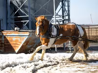 Hengst, Pinto horses — Foto 2