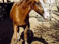 Caballo, Russian Don — foto 1