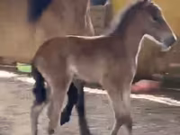 Yegua, Paso Fino — foto 3