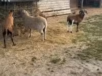 Schaf, Cameroon sheep — Foto 3