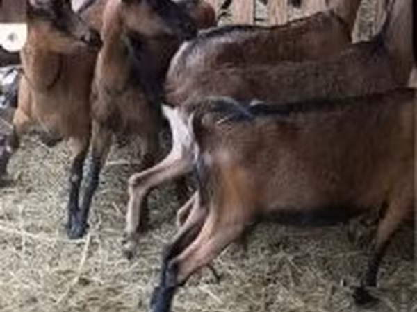 Ovce, Alpines Steinschaf sheep