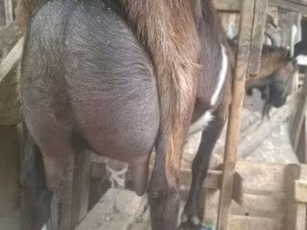 Billy Goat, Alpine goat
