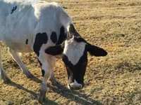 ثور, Russian Black pied cattle — الصورة 4