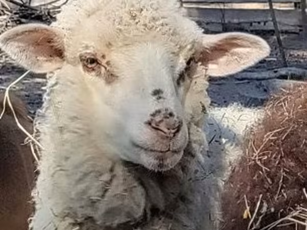 Juh, Merino sheep