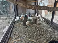 Bantam Holandês — foto 5