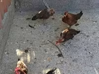 Danish hen — photo 2