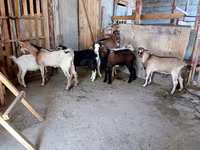 Cabra, Cabras — foto 4