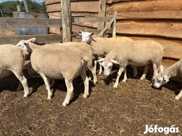 Oveja, Ovejas