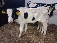 Buğa, Russian Black pied cattle — foto 7