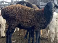 Juh, Edilbay sheep — 2. fotó