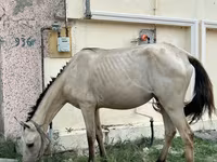 Kanca, Azerbaijan horse — 5. fotó