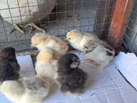Pekin Bantam — photo 5