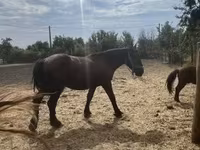 公马, Horses — 照片 4