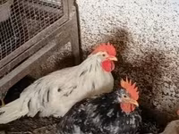 Chickens — photo 1