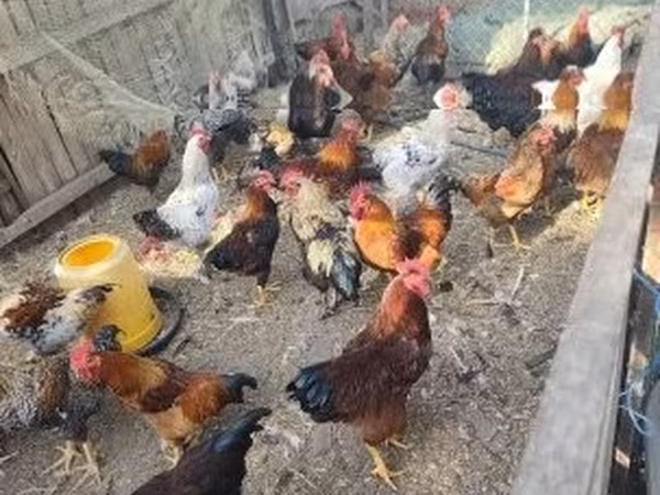 Chickens — Ungarn