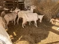 Chèvre, Chèvres — photo 8