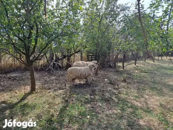 Kos, Tsigai sheep