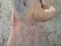 Carneiro, Adal sheep — foto 7