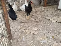 Chickens — 照片 2