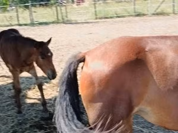 Horse (M), Horses — Hungary