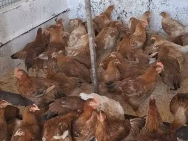 Chickens