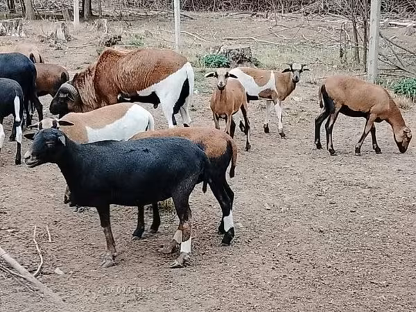 Ovce, Cameroon sheep — Maďarsko