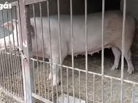 Süldőanya, Крупная белая — 2. fotó