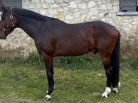 घोड़ा, Hungarian horse breed — फ़ोटो 2