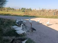 Geese — 2. fotó
