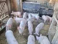 Boar, Pigs — photo 2