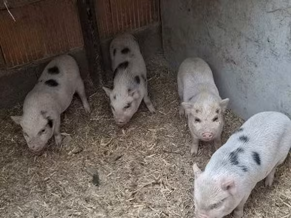 Boar,  — Hungary