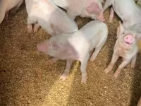 Pigs (batch, sex not specified), Pigs — photo 2