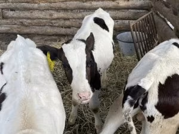 Bika, Russian Black pied cattle