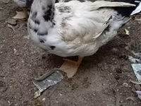 Домашняя мушка — фото 1