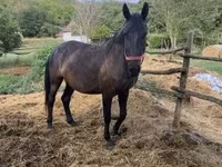 母马, Hungarian horse breed — 照片 4