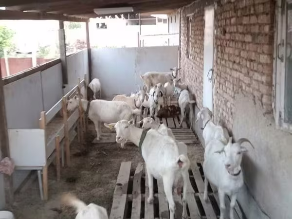 Козёл, Козлы