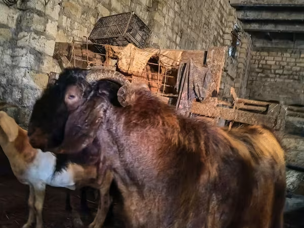 Bak, Kamori goats