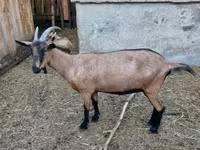 Nőstény kecske, Alpine goat — 2. fotó