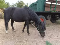 母马, Horses — 照片 2