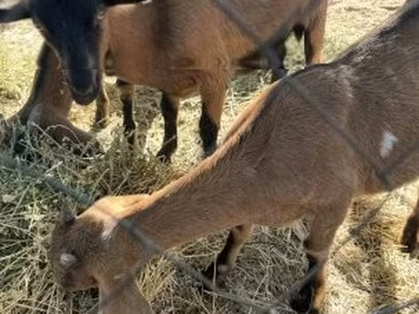 عنزة, Alpine goat — هنغاريا