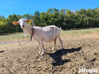 Cabras (lote, sexo no especificado), Cabras — foto 5