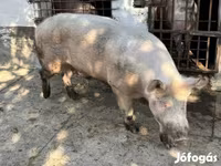 Eber, Schweine — Foto 1
