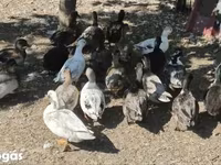 Ducks — الصورة 6