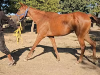 Kanca, Arabian horse — 3. fotó