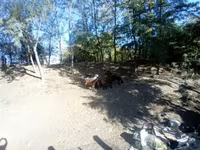 公山羊, Goats — 照片 5