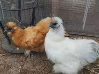 Poule soie — photo 3