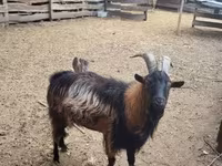 公山羊, Goats — 照片 4