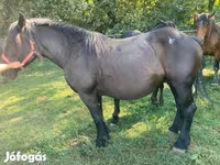 Caballo, Caballos — foto 5