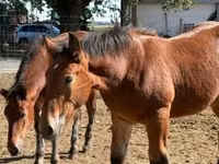 公马, Horses — 照片 3